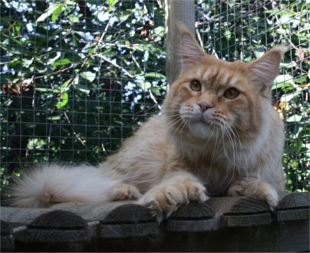 19.8.10-simba1 (48K)