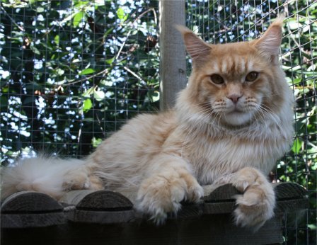 19.8.10-simba2 (47K)